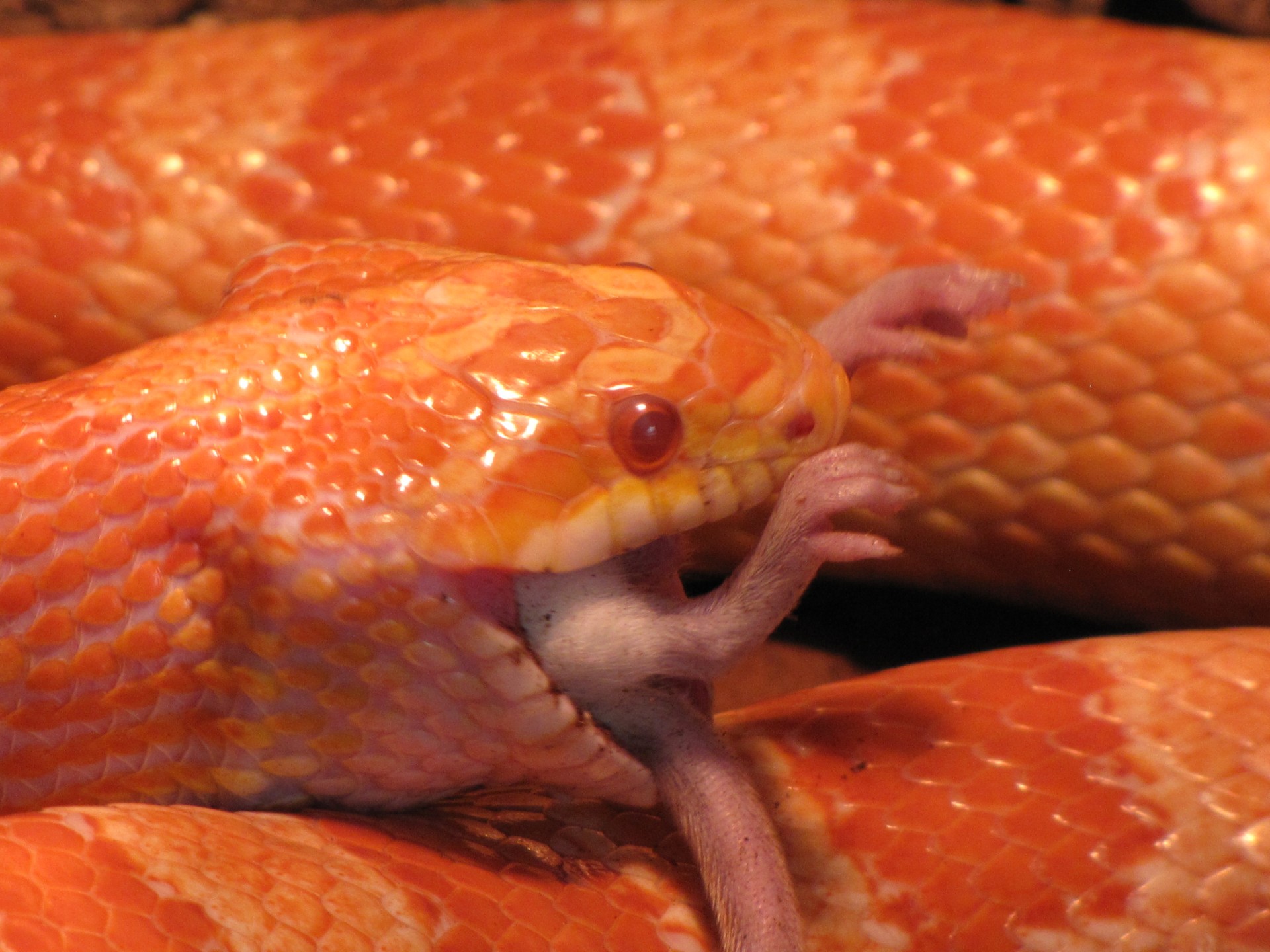 snake eating a mouse. America corn snake