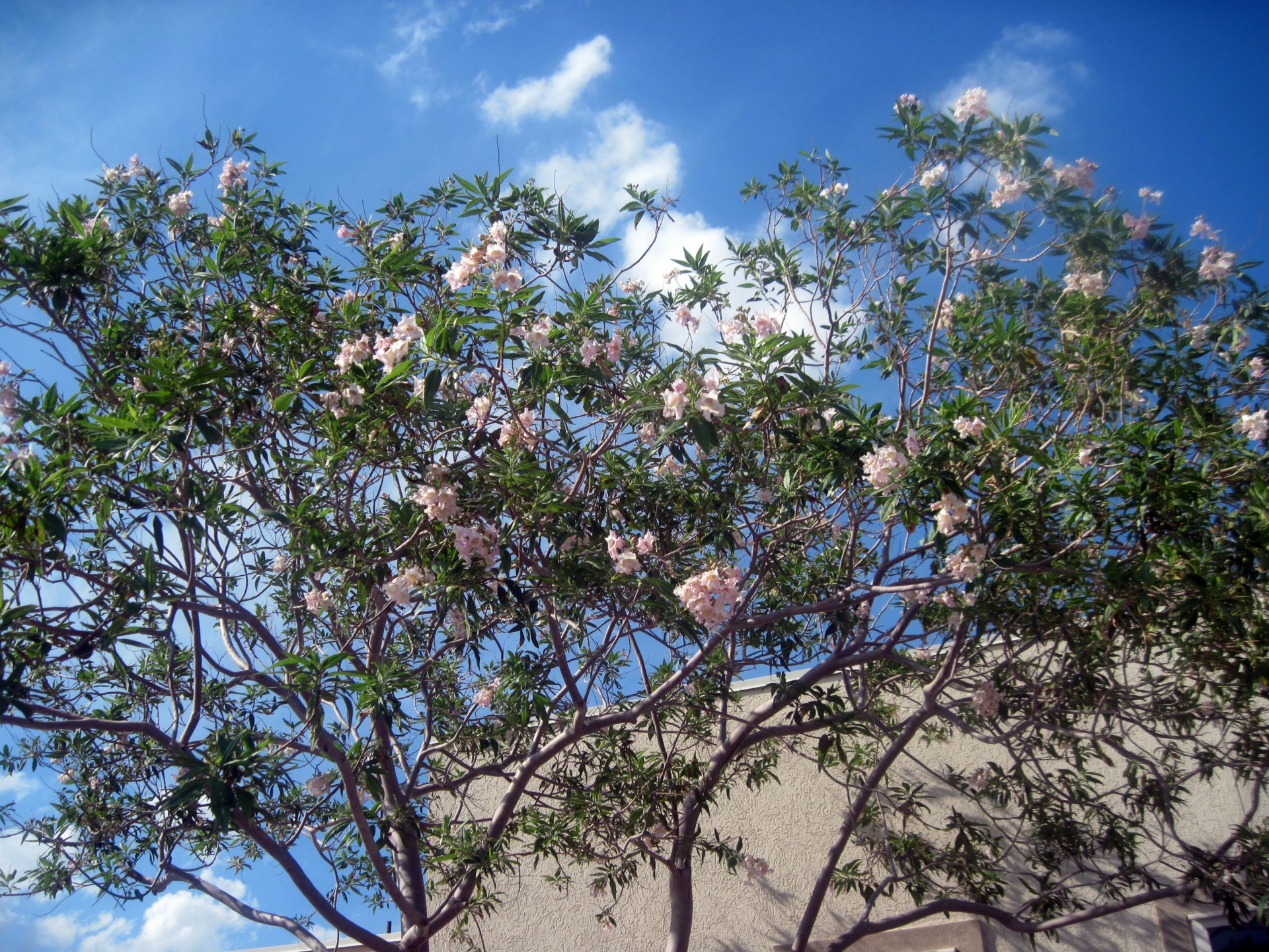 Summer Tree Blossoms Sky Adobe Home