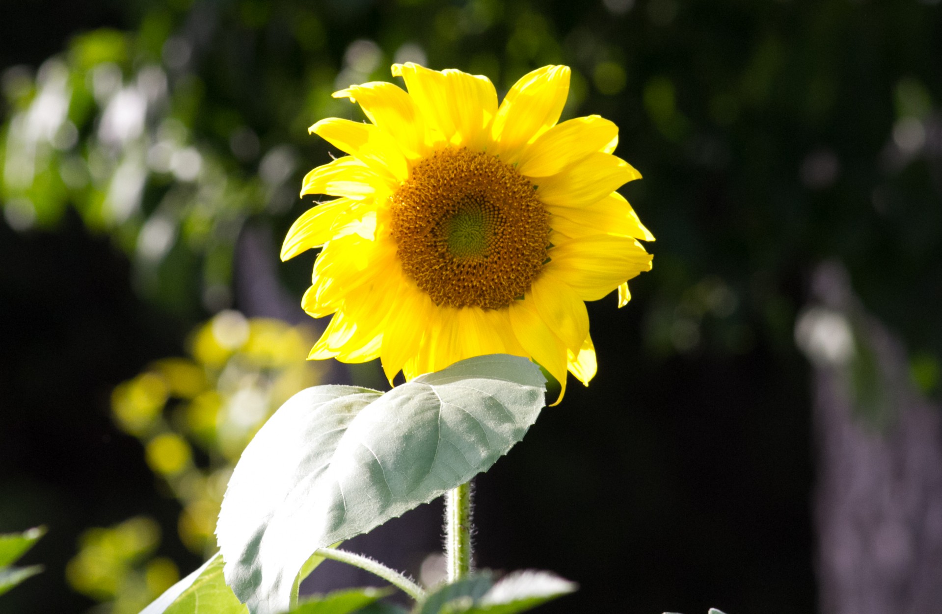 Sunflower lit by the sun