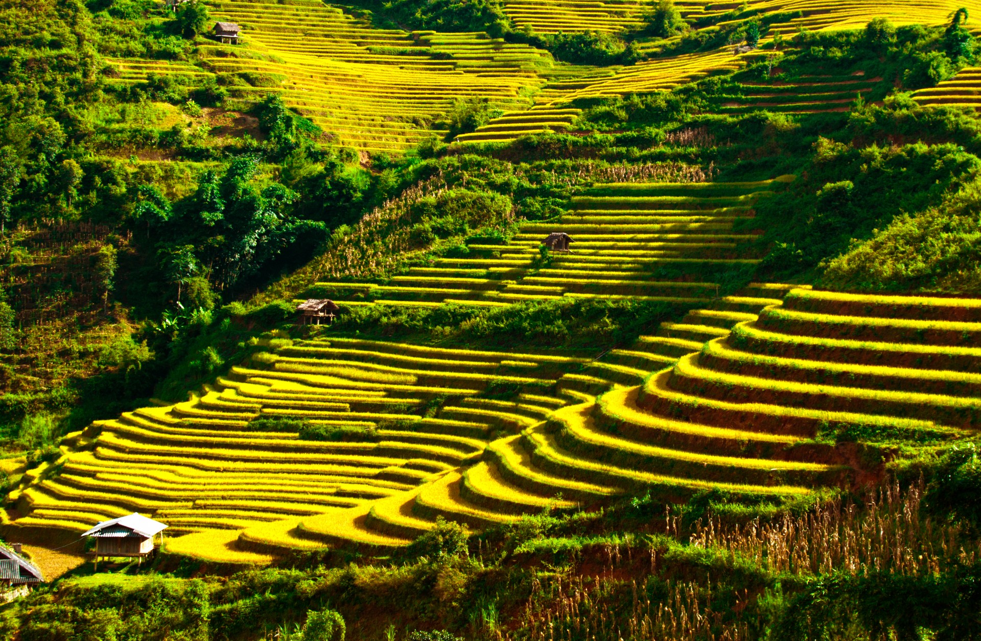 Terraced fields in Mu Cang Chai district, Yen Bai, Vietnam's northwest