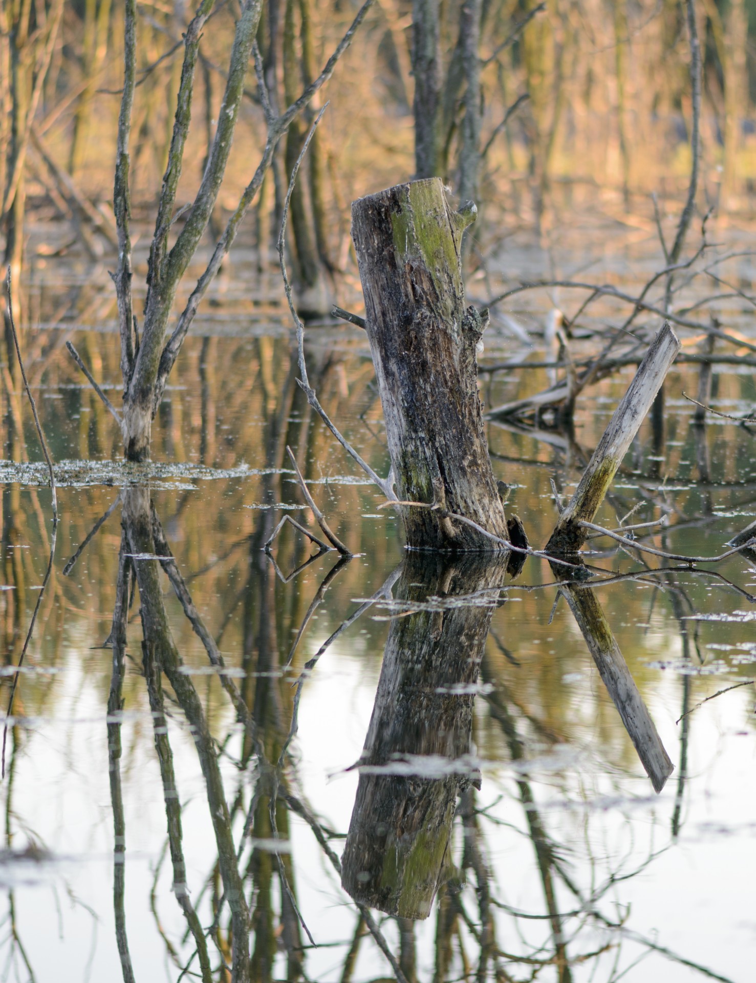 Torso of tree in swamp