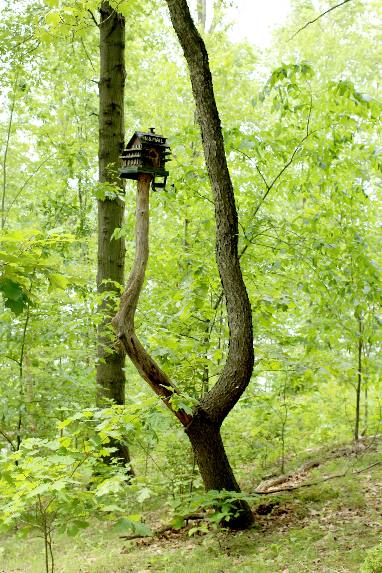 Tree Post Box