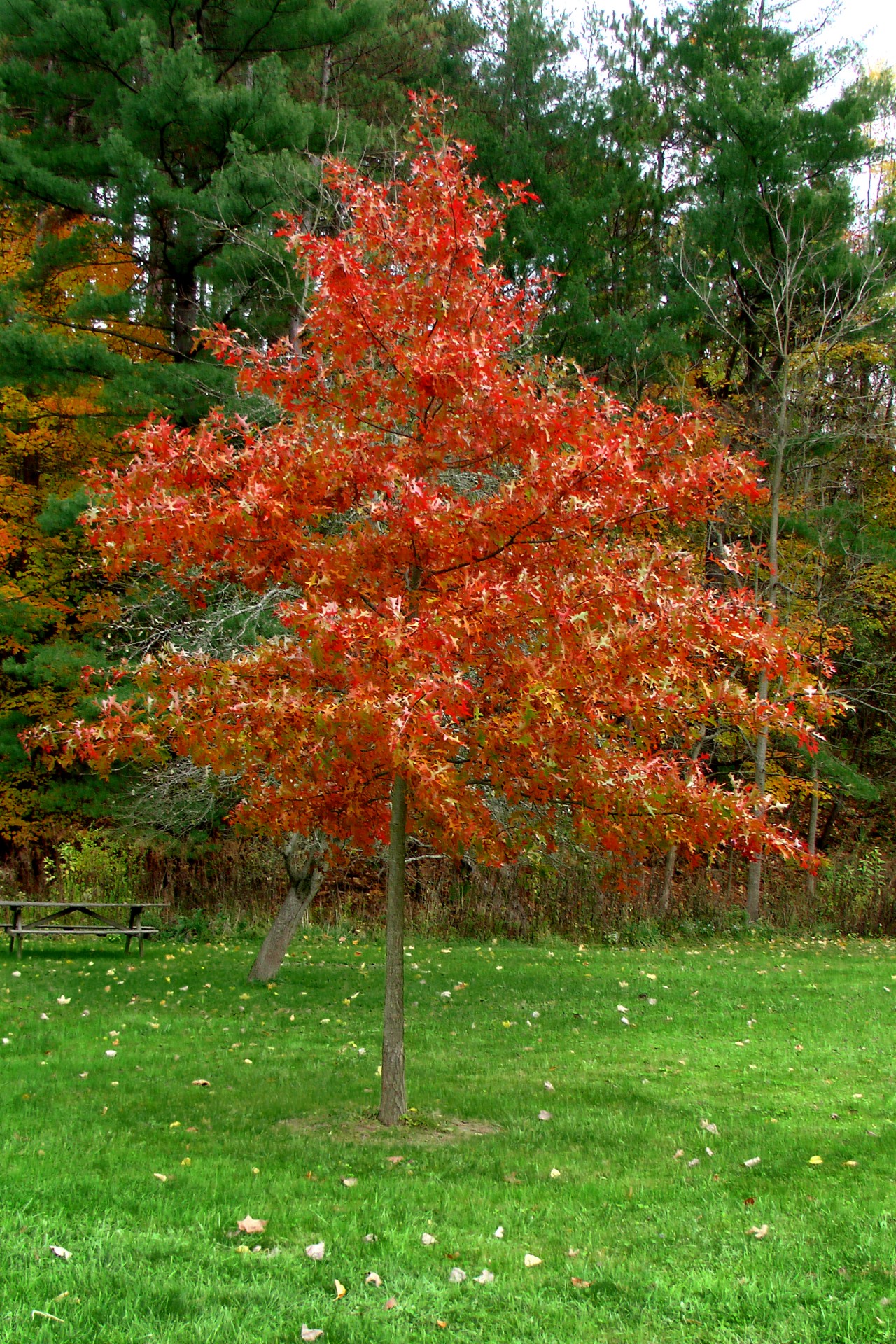 Autumn colors on tree