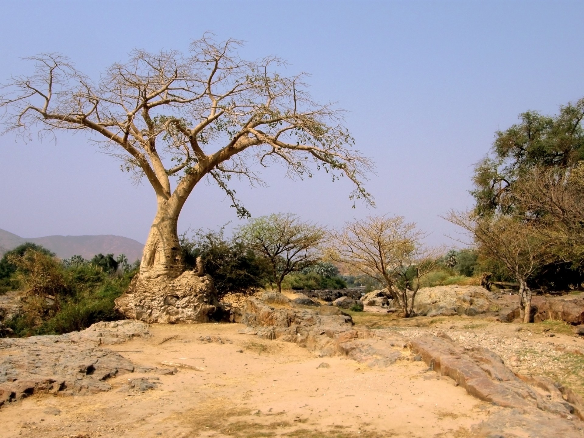 Trees In Desert