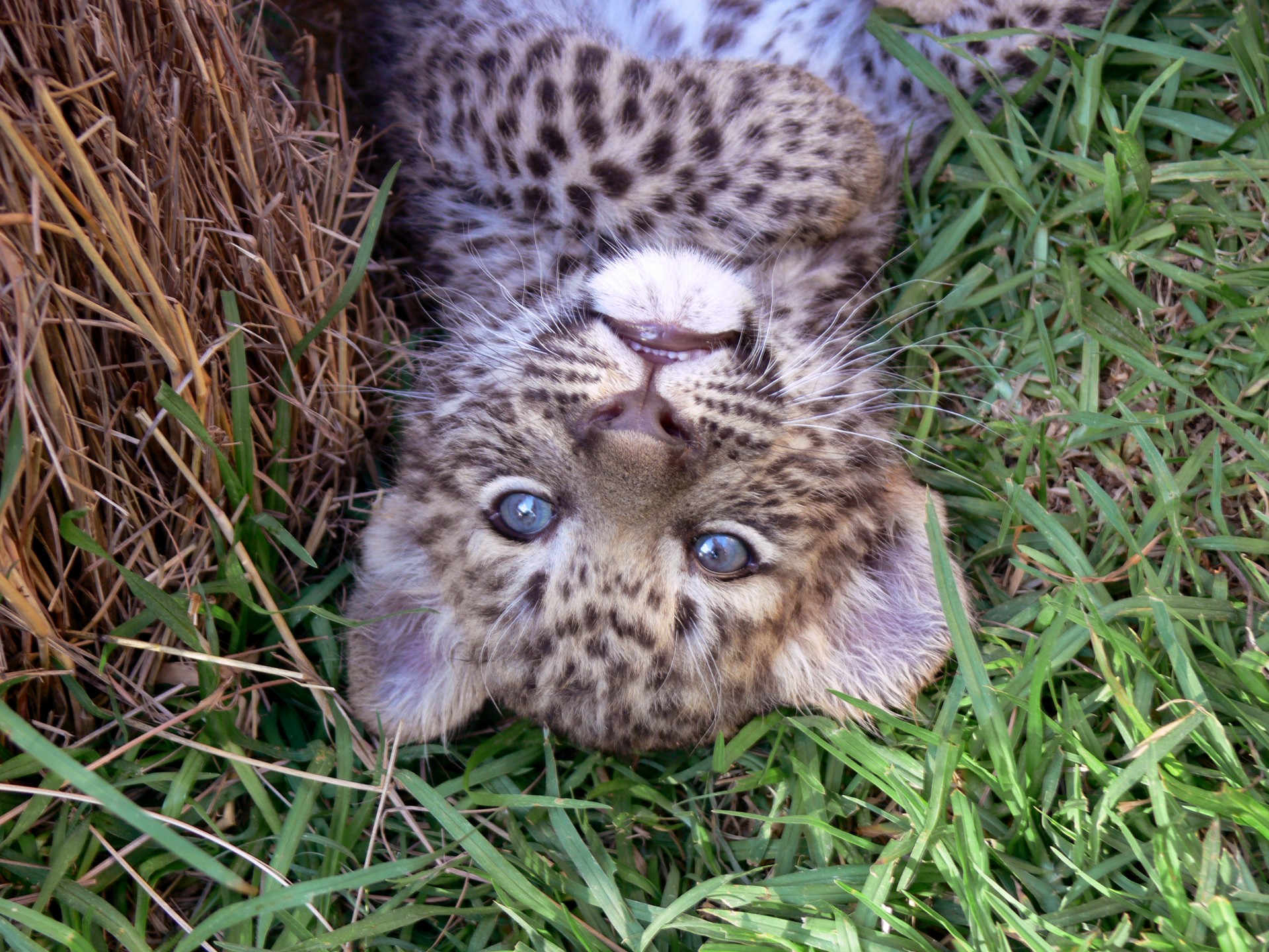 Upside Down Leopard Cub
