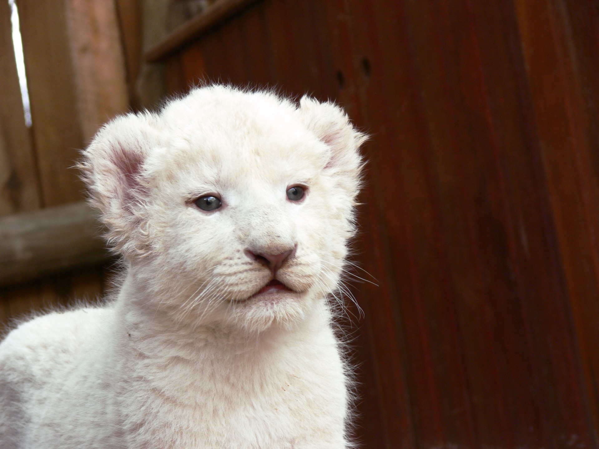 Portrait of white lion cub