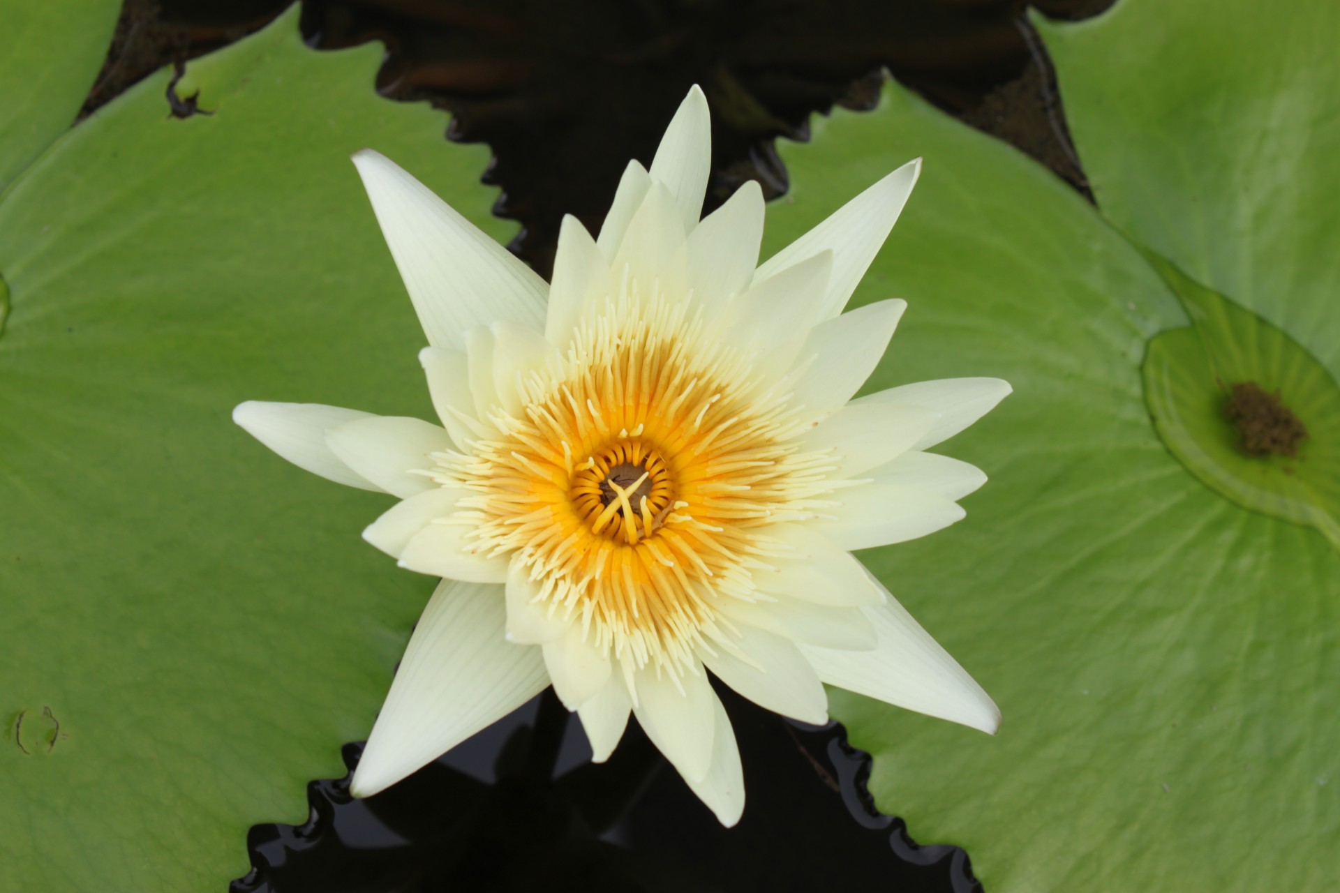 White Lotus Flower On The Pond
