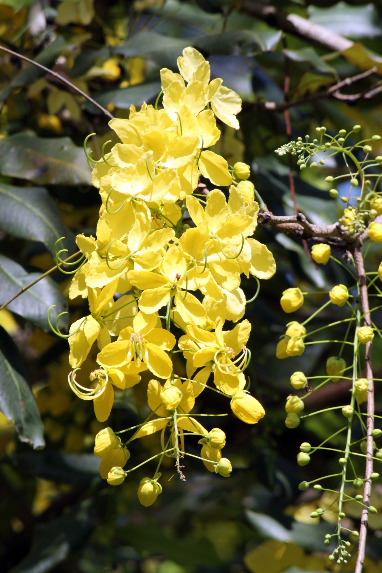 Yellow Flower On The Tree