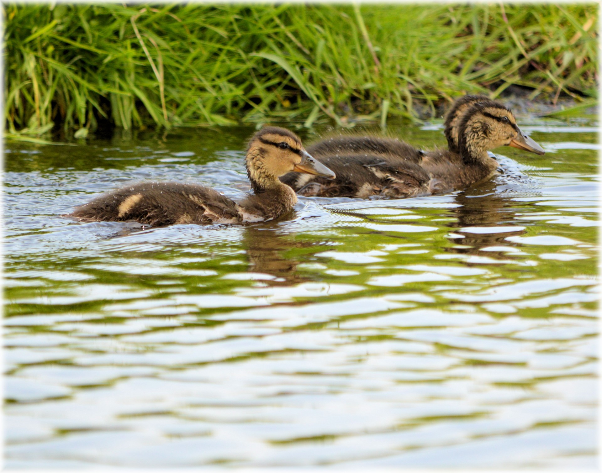 2 young ducks swimming in the water, tra la la la