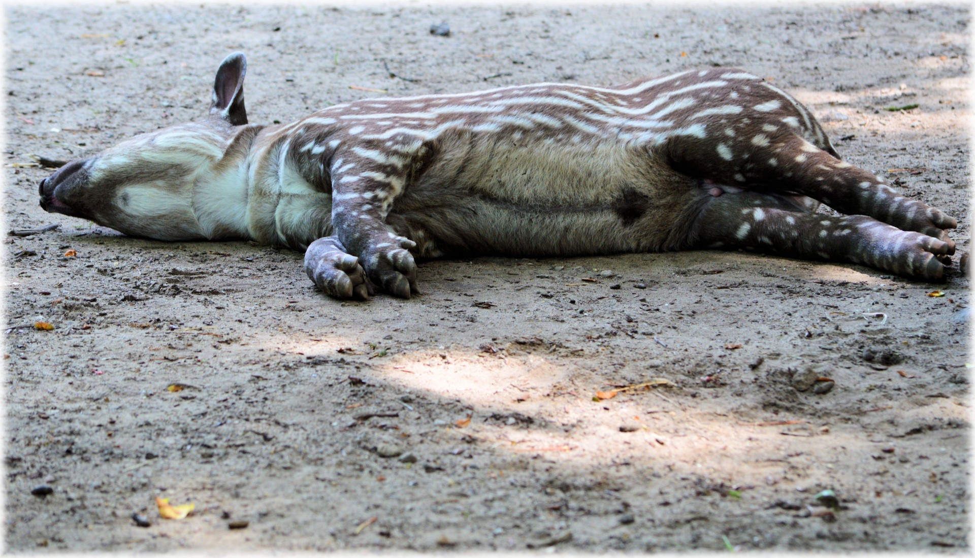 Young tapir to sunbathing
