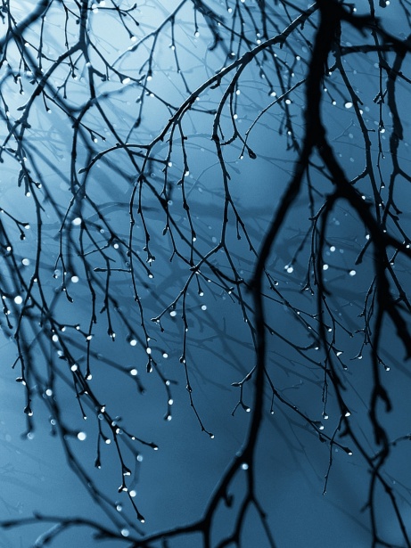 Ploaia cade ramuri de copac Poza gratuite - Public Domain Pictures