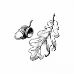 Acorn Oak Leaf Clipart