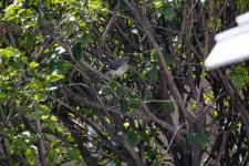 Adult Male Mockingbird
