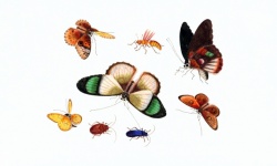Old Vintage Illustration Of Insects