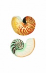 Old Vintage Illustration Of Seashells