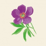 Anemone Flower Watercolor Art