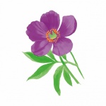 Anemone Flower Watercolor Clipart