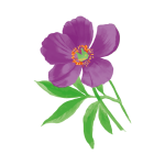 Anemone Flower Watercolor Clipart