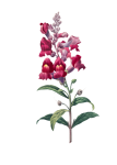 Anterinum Bell Flowers
