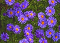 Asters Autumn Aster Flowers Blossoms