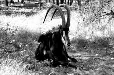 Black And White Sable Antelope