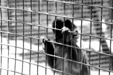 Black And White Sad Monkey In Zoo