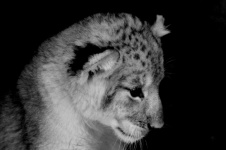 Black And White Thinking Lion Cub