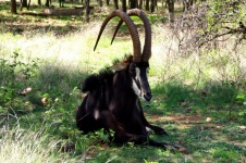 Black Sable Antelope In Shade