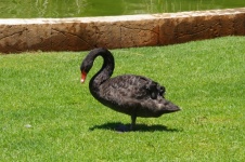 Black Swan Grooming On Lawn