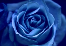 Flower Rose Blue Blossom