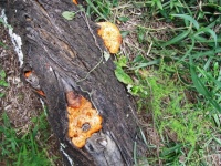 Bracket Fungi Growing On Tree Trunk