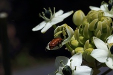 Brown Beetle On A White Flower