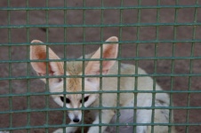 Captured Desert Fox In Zoo
