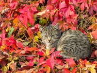 Cat And Leaves In Autumn