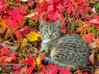 Cat And Leaves In Autumn