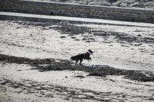 Dog Playing On The Beach