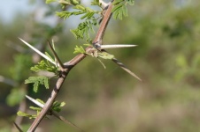 Close-up Of Acacia Tree Thorns
