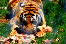 Close-up Of Striped Tiger At Zoo