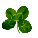 Clover Leaf Isolated