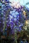 Cluster Of Purple Wisteria Flowers