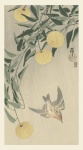 Cuckoo Japanese Vintage Art