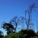 Dead Trees Against The Sky