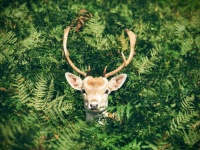 Deer Among Green Fern