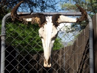 Deer Skull With Horns On Gate