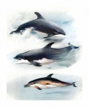 Dolphins Whales Vintage Illustration