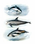 Dolphins Whales Vintage Illustration