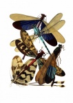 Dragonflies Vintage Art Poster