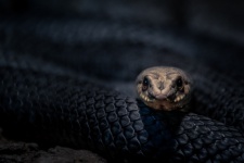 Eastern Montpellier Snake
