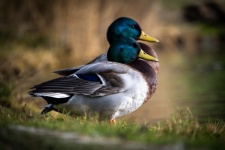 Duck, Mallard, Bird