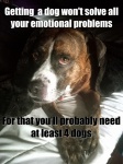 Emotional Problems Dog